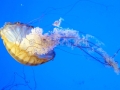 Jellyfish Medusozoa