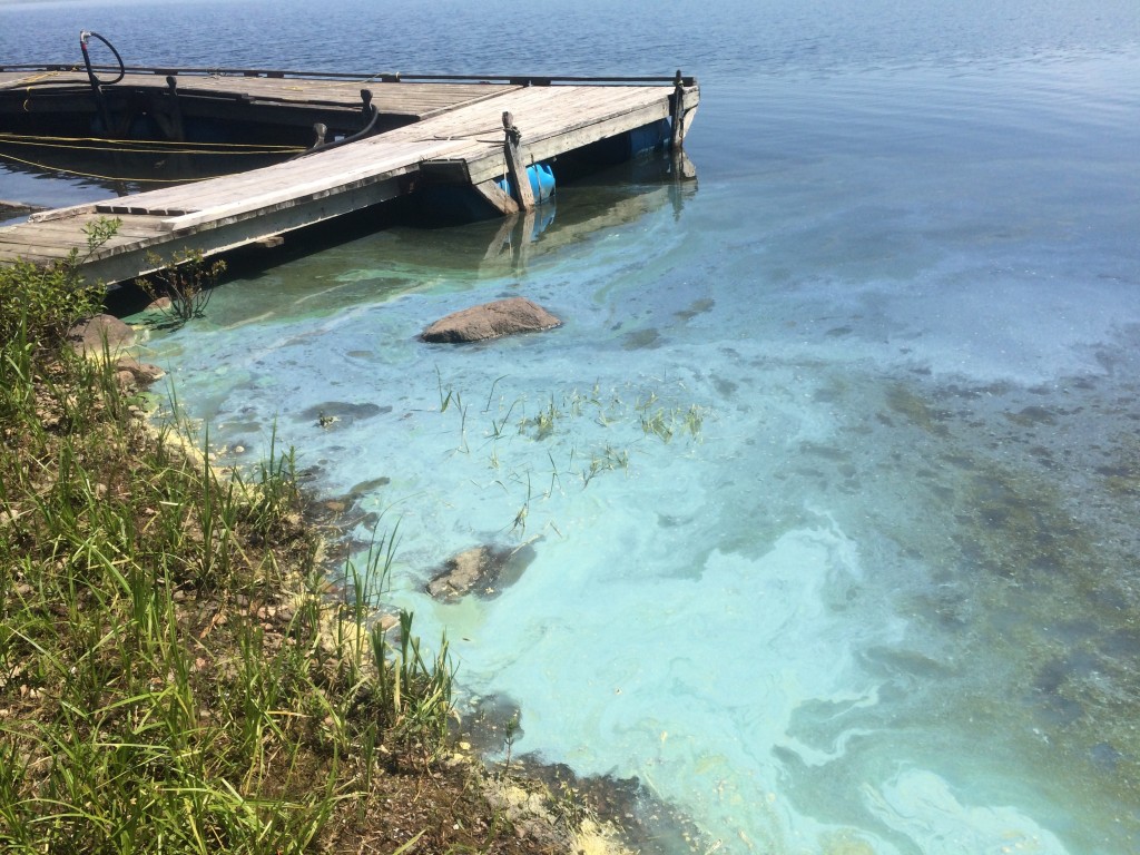 Toxic algae in Toledo