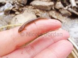 Baby Salamander