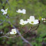 Flowering dogwood