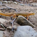 Eastern Red-spotted Newt