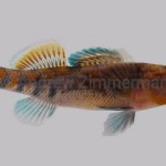 Orangethroat Darter