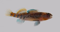 Orangethroat Darter