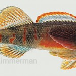 Varigate Darter