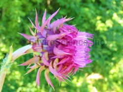 Musk Thistle