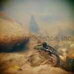 Frog underwater