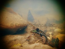Frog underwater