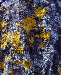 Yellow Lichen