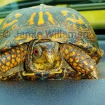 Male Eastern Box Turtle