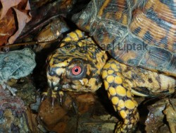 Male Eastern Box Turtle