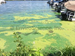 Harmful Algal Bloom