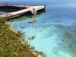 Harmful Algal Bloom_HAB_Blue-Green Algae