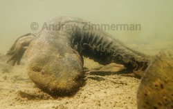 Hellbender underwater