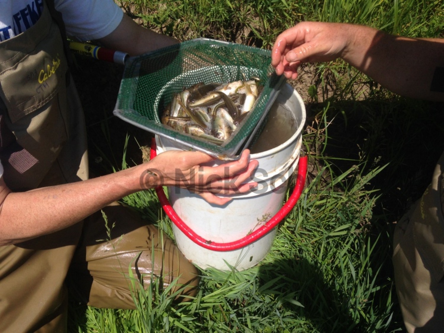 Fish Enumeration Fish Surveys - Ichthyology Team - EnviroScience : EnviroScience