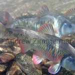 Striped Shiner--Luxilus chrysocephalus