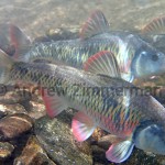 Striped Shiner--Luxilus chrysocephalus