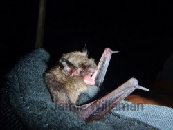 Endangered Indiana Bat (Myotis sodalis)