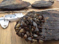 Invasive Zebra Mussels attached to a Pink Heelsplitter