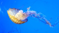 Jellyfish Medusozoa