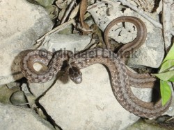 DeKay's Snake (Storeria dekayi)