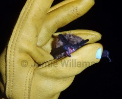 Endangered Little Brown Bat