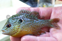 Longear Sunfish, AL--fish sampling