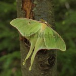 Luna Moth, Clay County, WV