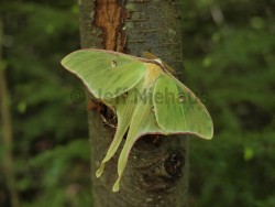 Luna Moth, Clay County, WV