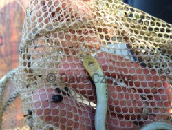 Ohio Lamprey; electrofishing; fish survey