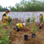 Riparian Planting