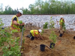 Riparian Planting