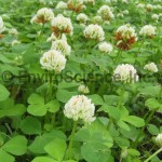 Running Buffalo Clover