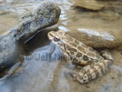 Pickerel Frog, Clay County WV; amphibian survey