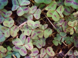 Violet Wood Sorrel