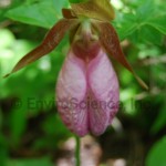 Pink Lady Slipper; Moccasin Flower