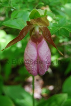Pink Lady Slipper; Moccasin Flower