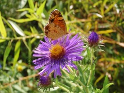 New England Aster at Prairie Installation