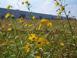 Prairie Installation