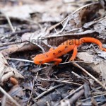 Red Eft_Red-spotted Newt
