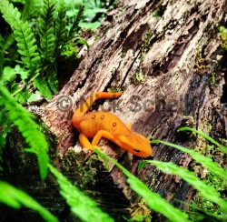 Red Eft_Red-spotted Newt