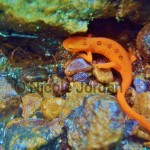 Red Eft_Red-spotted Newt