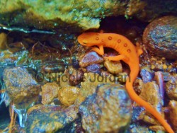 Red Eft_Red-spotted Newt