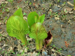 Skunk cabbage