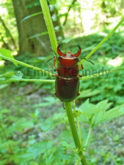 Stag beetle