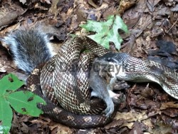 Black Ratsnake Eating Gray Squirrel