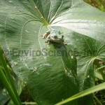 Frog on leaf in wetland
