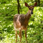 White-tailed deer