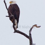 Bald eagle (Haliaeetus leucocephalus)