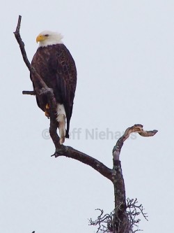 Bald Eagle in Shalersville, OH