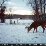 Deer in winter